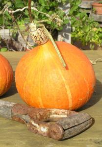 PUMPKIN Red Kuri Curcurbita maxima A good looking and great tasting pumpkin with sweet, firm flesh with a delicate and mellow flavor similar to the taste of chestnuts.