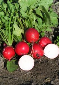 Vegetable Seed - Radish Radish 'Cherry Belle' Raphanus sativus These fast growing round red radishes have a crispy white flesh and an excellent flavour, not as sharp a bite as some other varieties.