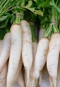 Harvest promptly in warmer months as radish does not retain good eating quality after reaching full size.