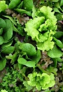The younger leaves are milder and are ideal in salads. Harvest leaves as needed, young stems can also be eaten.