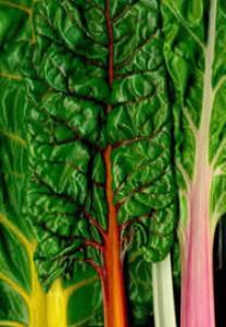 Vegetable Seed - Silverbeet SILVERBEET 'Rainbow Chard' Beta vulgaris 'Rainbow Chard' Richly coloured stems in red, yellow and pink shades make Rainbow Chard or silverbeet