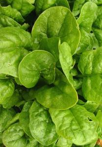 Raw or cooked spinach is high in iron and an excellent source of vitamins in spring and autumn. 250 Not to WA. The tastiest and most versatile spinach to be grown.