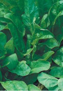 Use as you would normal New Zealand spinach also spinach or silverbeet. A great called Warrigal Greens is a winter green for your chooks as good summer variety, but needs well.