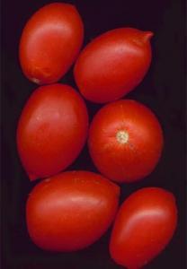 Vegetable Seed - Tomato TOMATO 'AMISH PASTE' Lycopersicon esculentum TOMATO 'BLACK KRIM' Lycopersicon esculentum TOMATO 'BLACK RUSSIAN' Lycopersicon esculentum TOMATO 'Brandywine