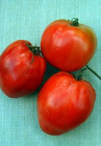 6 kg) pink-red fruit. 80 An early slicing tomato bred at the Oregon State University.