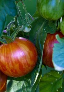 80 seeds A favourite heirloom as it has high yields, is easy to grow and most importantly it produces small round dark coloured tomatoes with a full, sweet flavour
