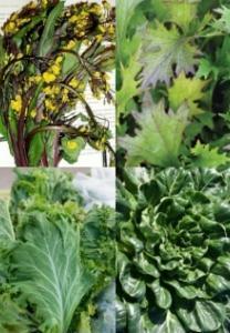 Vegetable Seed - Asian Vegetables 'Asian Cool' Greens Mix Brassica spp.