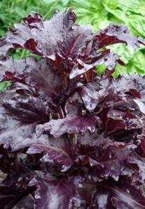 BASIL Purple Ruffles Ocimum basilicum A good looking basil with ruffled, frilly leaves that turn purple with cool nights.