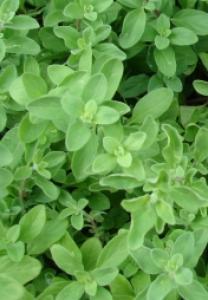 40 seeds A frost hardy, perennial herb with a fragrant lemon taste and odour. Used in cooking with chicken and fish, fresh leaves can be tossed into salads.