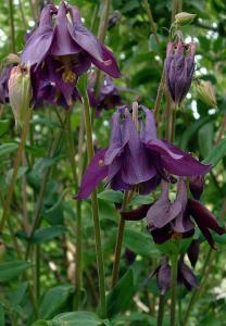 9/ An unusual variety of columbine from China and Korea, perennial. The flowers are wine-red with a yellow corolla, standing tall and proud to 60 cm off the ground. Flowering late spring and summer.