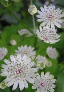 A long flowering attractive plant that provides a touch of elegance to the cottage garden with a mass of white starry flowers with pink veins in summer. Used in flower arrangements.