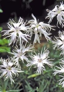 has white, fringed flowers with a red-eye. The flowers are fragrant, the foliage is linear and blue-green. Ideal for the rock garden or drier, well drained areas.