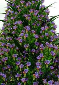 Echium pininana x fastuosum) fastuosum A fast growing, coastal perennial shrub with spectacular 60cm long, violet blue flower spires, blooming in winter and spring.