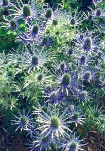 rare, unusual biennial plant, native to Tenerife, grows large rosettes of narrow silvery blue leaves in the first year.