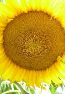 Popular with florists as it has a long vase life and has double row, dark yellow petals surrounding a chocolate disc.