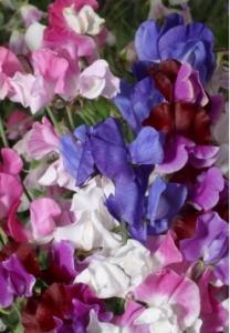 Sweetly scented and early blooming with a range of bright colours in red, white, rose, lilac, purple and blue.