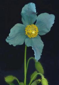 It favours well-drained, fertile, limy soil and a sunny, warm position. 80 This stunning Himalayan perennial produces large, sky-blue, papery flowers with prominent yellow stamens.