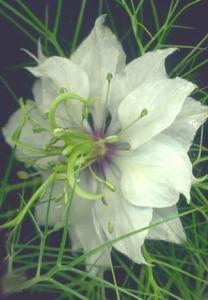 LOVE IN A MIST Miss Jekyll White Nigella damascena 'white' AFRICAN POPPY Papaver atlanticum This perennial Poppy is native to Morocco and produces plenty of soft apricot coloured,