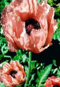 1/ One metre tall, stiff stems carry huge orange red flowerheads up  This perennial poppy with its green, hairy foliage thrives in well drained, rich soils and a sunny position