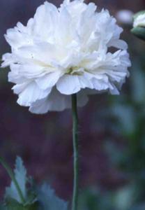 Grows to 90 cm. 250 Not to WA. A large (to 10cm) feathery, bright scarlet flower with a contrasting white blotch showcase this easy to grow poppy. Grows to 1m with strong stems.