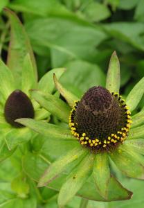 This golden-yellow flowers with a brilliant cut flower is also a long black central cone.