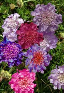 Sow in spring for a summer flowering and mid to late summer for a winter flowering.