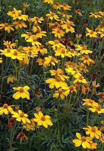 40 MEXICAN MARIGOLD Tagetes lemonii FRINGE CUPS Tellima grandiflora Toad Lily Tricyrtis hirta An impressive evergreen grass that flowers in summer with golden arching oat like flower heads to