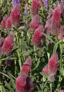 GIANT CLOVER Trifolium rubens One of the showiest clovers with numerous, upright stems from the rhizomes to 60 cm high cylindrical shaped, 8 cm long red/pink flower spikes in summer and autumn.