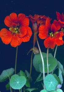 1/ RED NASTURTIUM Empress of India Tropaeolum minus This non-trailing, 20-30cm high, old variety is covered in scarlet-red, single flowers with attractive dark blue-green foliage.