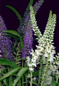 A frost tender annual that readily self 20 JAPANESE SWEET VIOLET SPEEDWELL Yellow Veronicastrum sibiricum Viola odorata This perennial grows wild in 'Sulphurea' grassy plains and mountain areas,