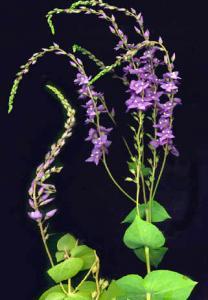 Extremely salt tolerant. Not to WA. 500 seeds/no.1/ A small, up to 2m tall, delicate vine, which twines its way through shrubs and bushes.