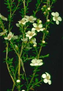 5/ An Australian evergreen climber or strong growing trailing plant with dark red pea flowers in winter and spring.