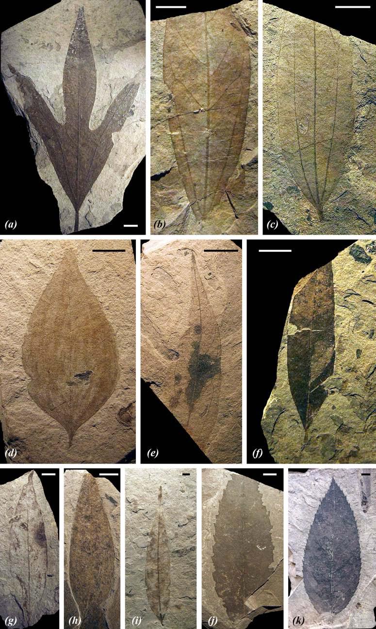 Figure S4. (a) Lindera trilobata (12647, DT 2,3); (b) Lindera stenolobata (21283, DT 12, *); (c) Cinnamomum martyi (21252, DT 2); (d) Cinnamomum sp.