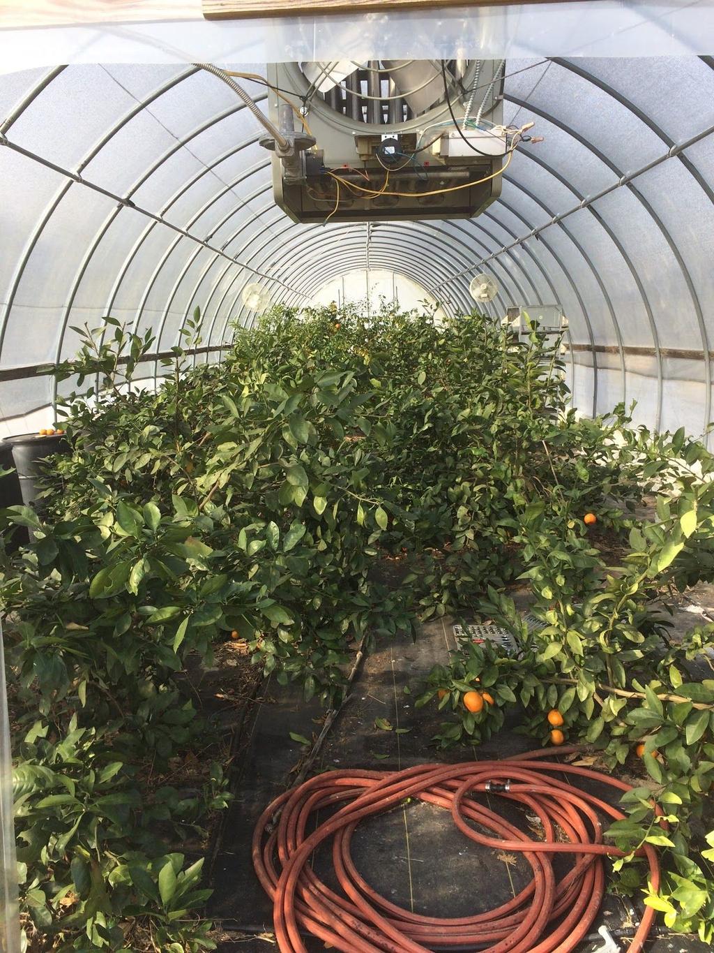 This is the citrus hoop house at Randle Farms in Auburn, Alabama.