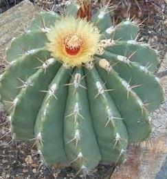 Ferocactus pottsii Door prize Origin: Mexico (Chihuahua, Sonora, Sinaloa) Min temp: to 14 deg F