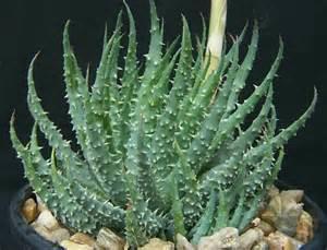 Aloe humilis Door prize Origin: South Africa (Eastern Cape Province) Min temp: protect from frost Forms cluster