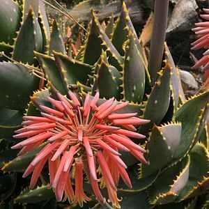 Aloe distans Door prize Origin: South Africa Min temp: to 20 deg F Forms sprawling clusters Plant diameter: