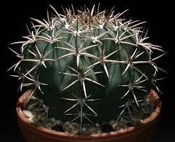 Echinocactus platyacanthus Free plant Origin: Mexico (wide range throughout northeast and central) Min temp: to 14 deg F
