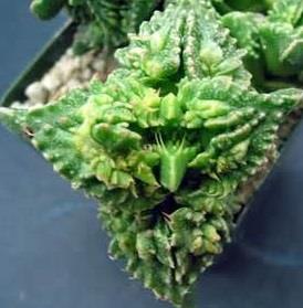 Faucaria tuberculosa Japanese line Free plant Origin: South Africa (Cape Province) Cultivar: super warty Min