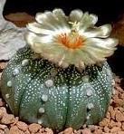 Astrophytum asterias Free plant Origin: Texas (Lower Rio Grande Valley); Mexico (Nuevo Leon, Tamaulipas) Min temp: to