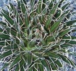 Agave multifilifera Free plant Origin: Mexico (Chihuahua, Durango, Sinaloa) Min temp: to 14 deg F Grows slowly