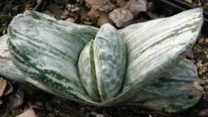 Gasteria Silver Fuji Free plant Origin: Cultivar Min temp: protect from frost Eventually