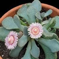 Aloinopsis rosulata Free plant Origin: South Africa Min temp: to 14 deg F Starts as low multi-branched mat