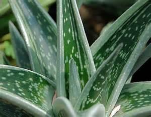 Gasteraloe Green Ice Origin: Cultivar Min temp: protect from frost Eventually forms dense rosette Stem