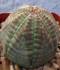 Euphorbia obesa hybrid Free plant Origin: Africa (cultivar) Min temp: protect from frost Usually