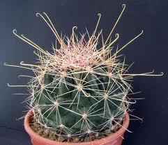 Ferocactus hamatacanthus Raffle plant Origin: Texas, New Mexico, Mexico Min temp: to 14