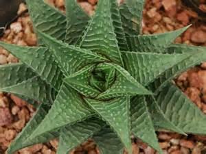 Haworthia limifolia Free plant Origin: South Africa, Mozambique, Swaziland Min temp: protect from frost