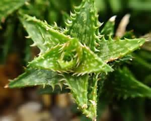 Aloe zanzibarica Free plant Origin: Africa (Kenya) Min temp: protect from frost Forms large hanging