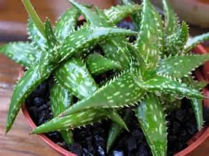 Aloe jucunda Origin: Somalia Min temp: protect from frost Forms dense clusters