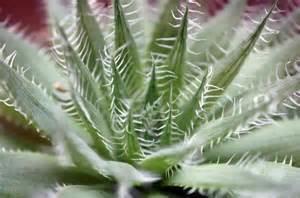 Haworthia decipians Free plant v Origin: South Africa (Eastern Cape, Western Cape) Min temp: protect from frost